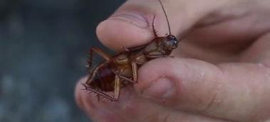 国产大蟑螂视频在线观看,惊悚刺激的在线观看体验  第1张