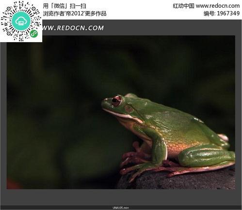 国产青蛙在线视频播放