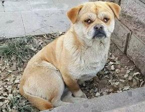 求国产人狗视频在线观看,独家在线观看，带你领略独特风情