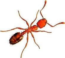 国产红蚂蚁测评视频大全,深度解析热门产品性能与亮点