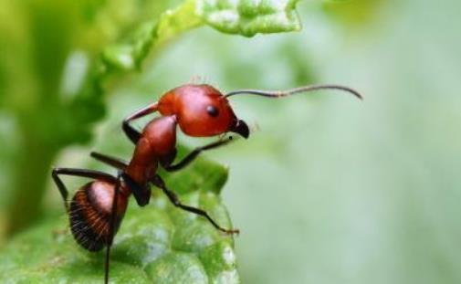 国产红蚂蚁测评视频大全,深度解析热门产品性能与亮点