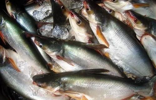 国产的巴沙鱼能吃吗视频,安全美味，放心享用